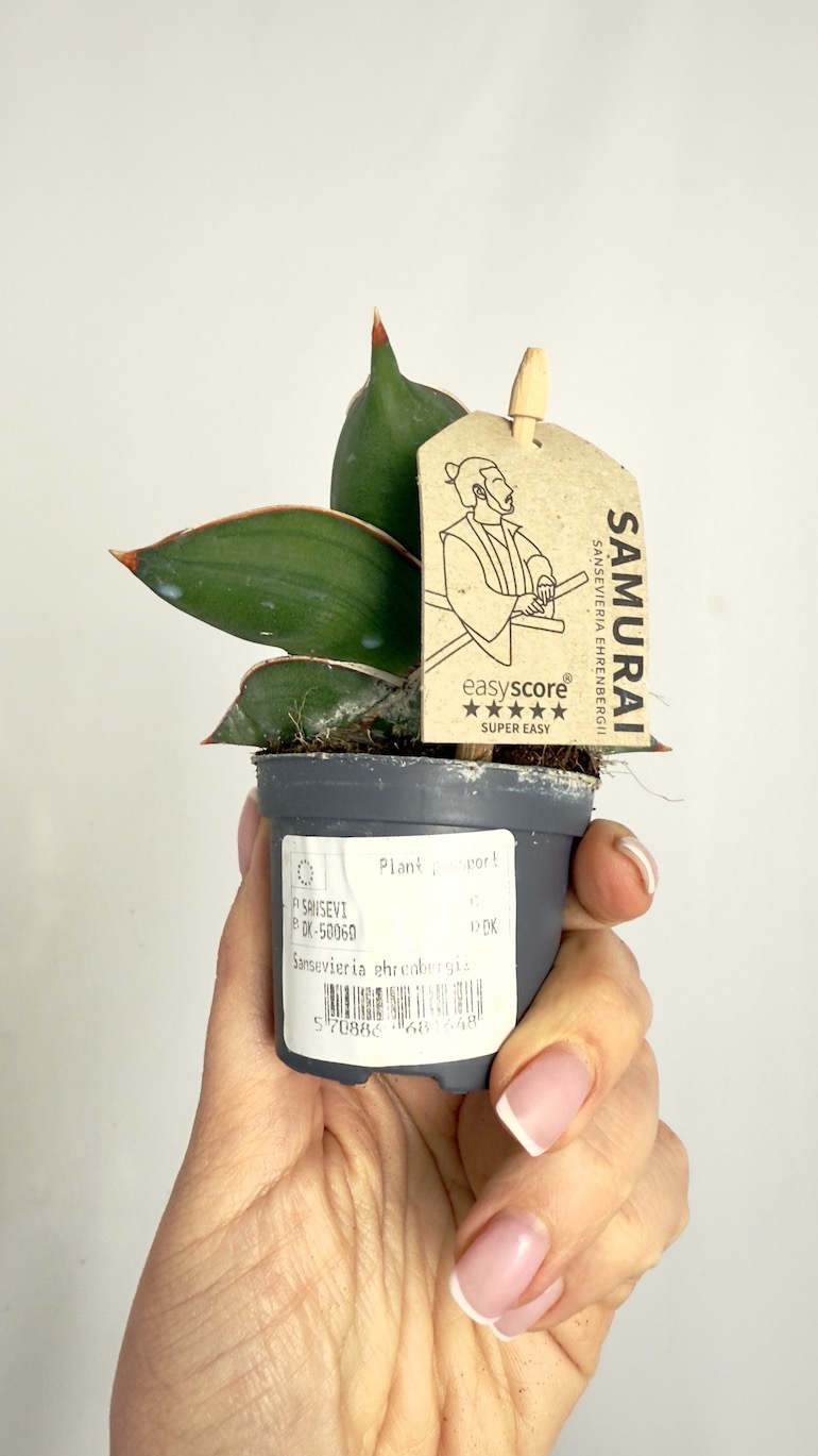 Sansevieria Samurai