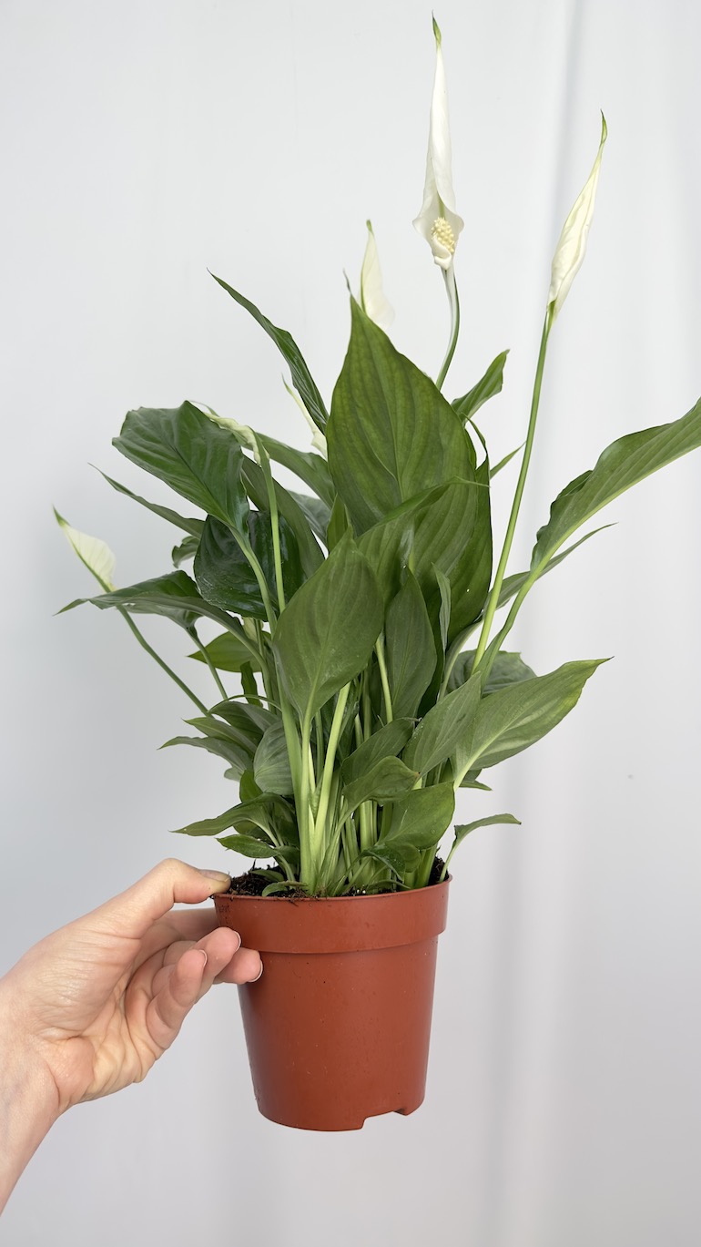 Spathiphyllum Cavalli
