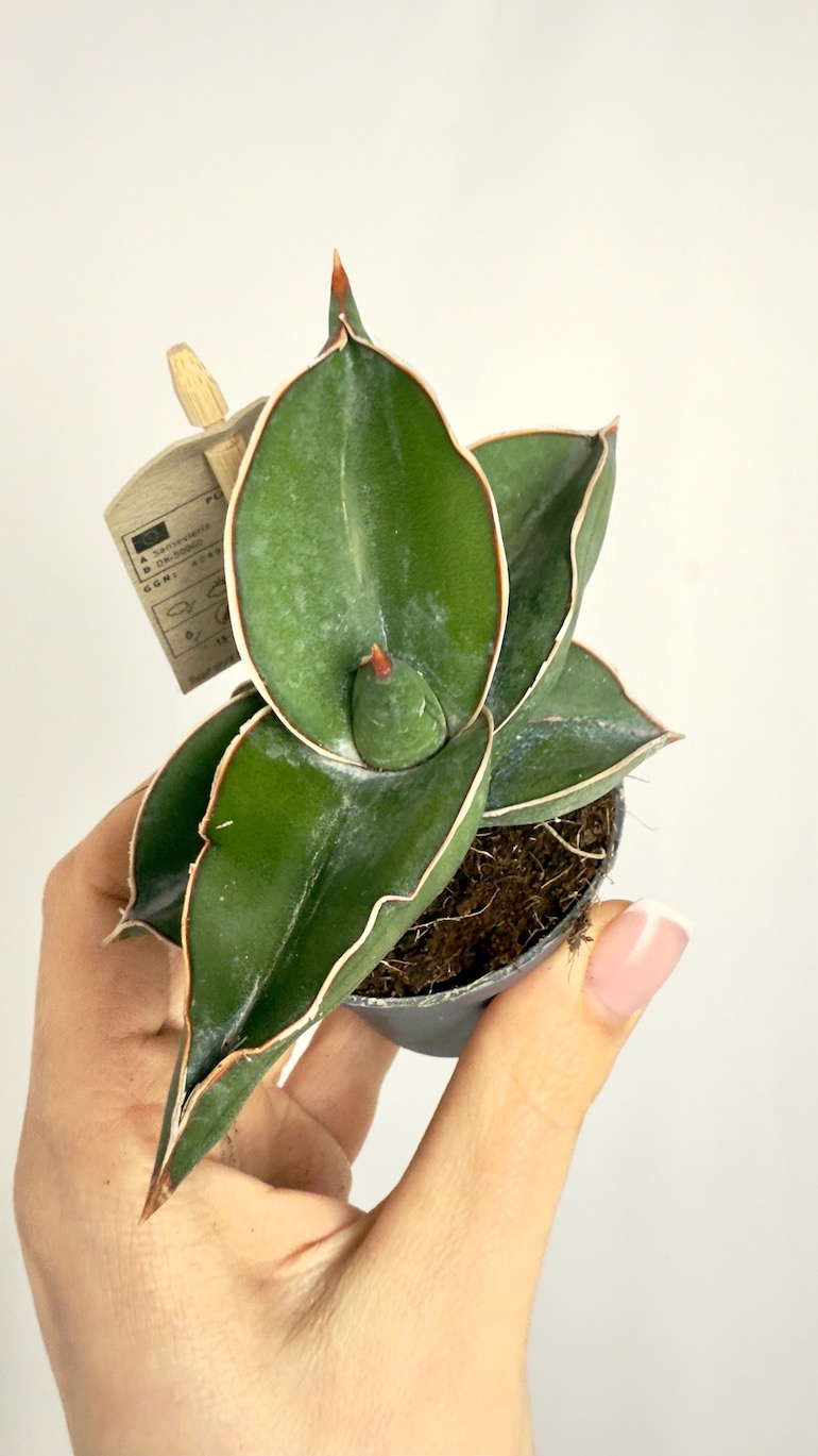 Sansevieria Samurai