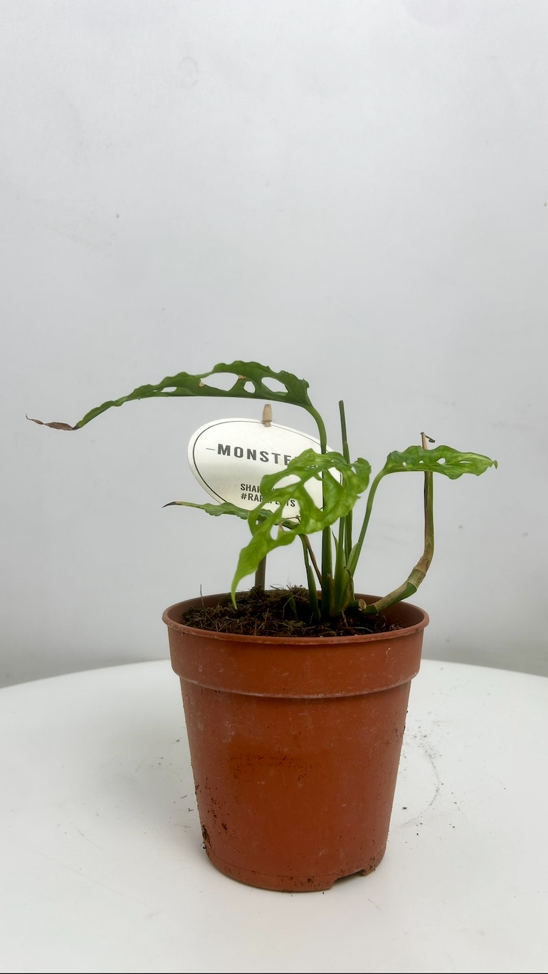Monstera Peru Adopcja