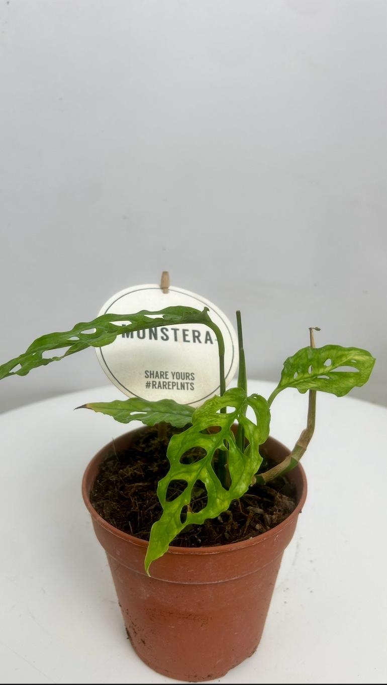 Monstera Peru Adopcja