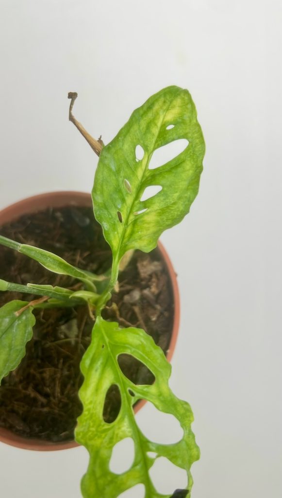Monstera Peru Adopcja