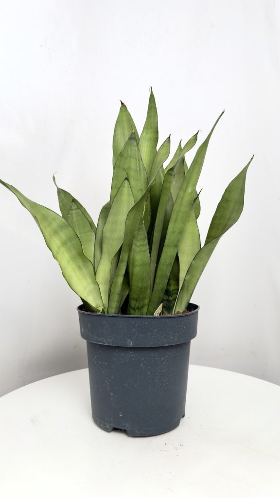 Sansevieria Moonshine