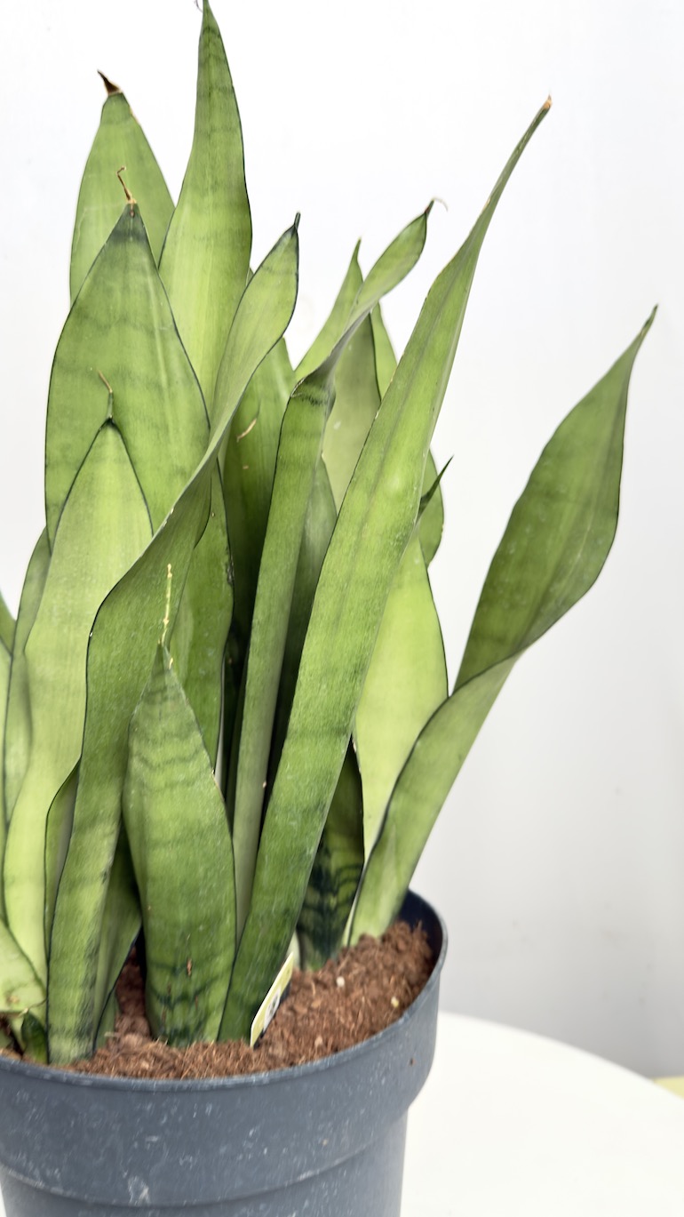 Sansevieria Moonshine