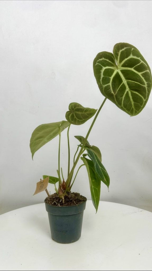 Anthurium Crystallinum Adopcja