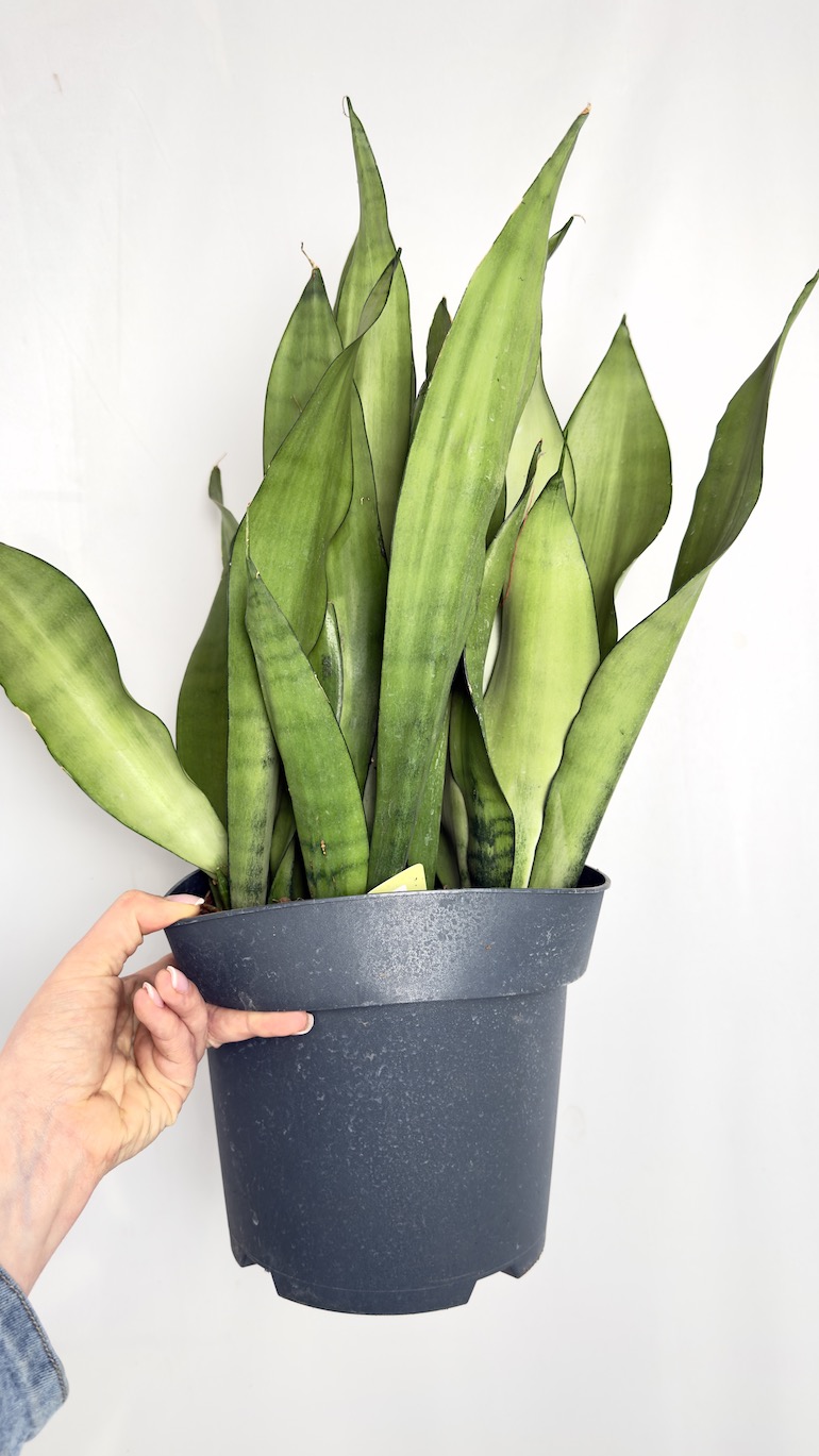 Sansevieria Moonshine