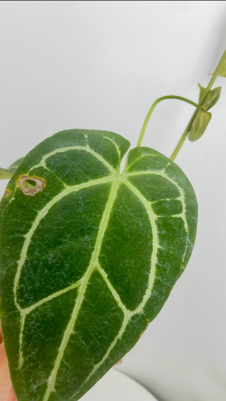 Anthurium Crystallinum Adopcja