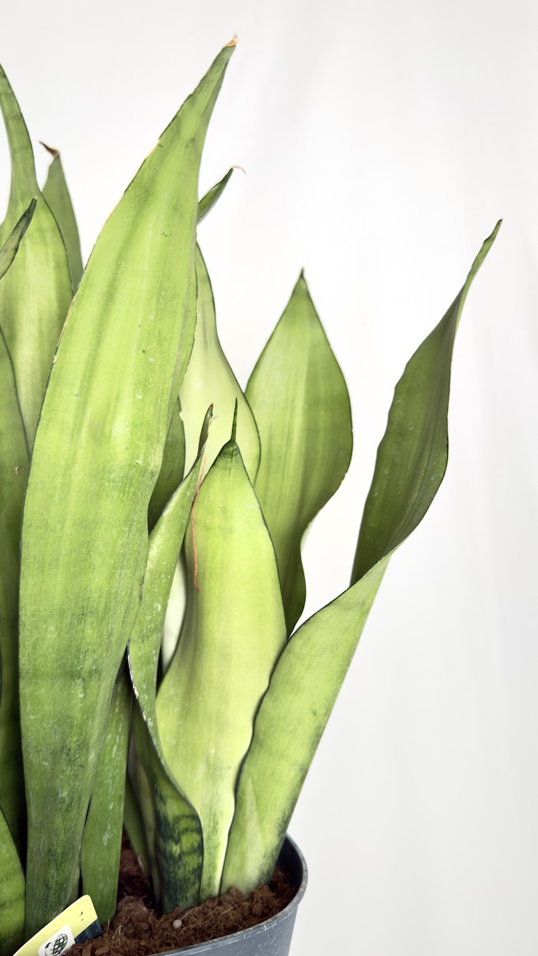 Sansevieria Moonshine
