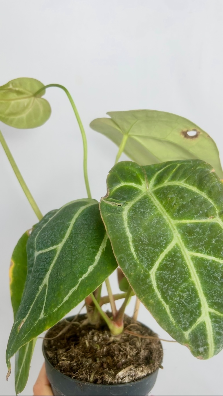 Anthurium Crystallinum Adopcja