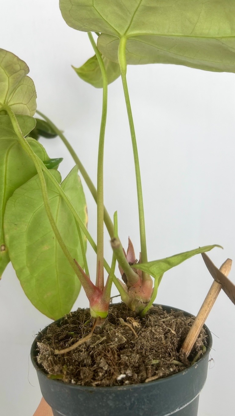 Anthurium Crystallinum Adopcja