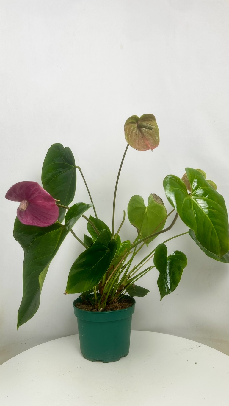 Anthurium Pink Adopcja