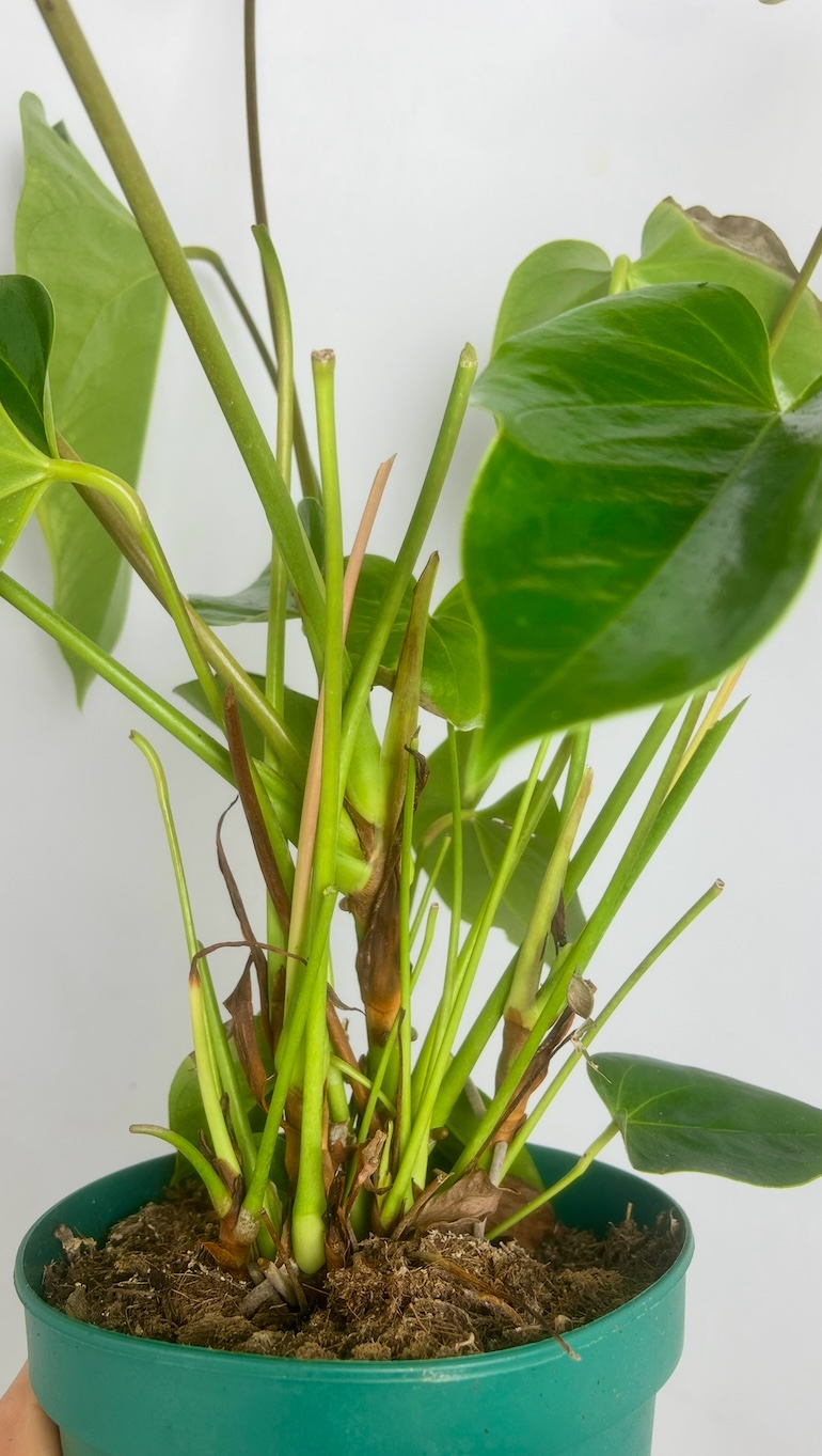 Anthurium Pink Adopcja