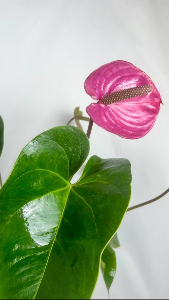 Anthurium Pink Adopcja
