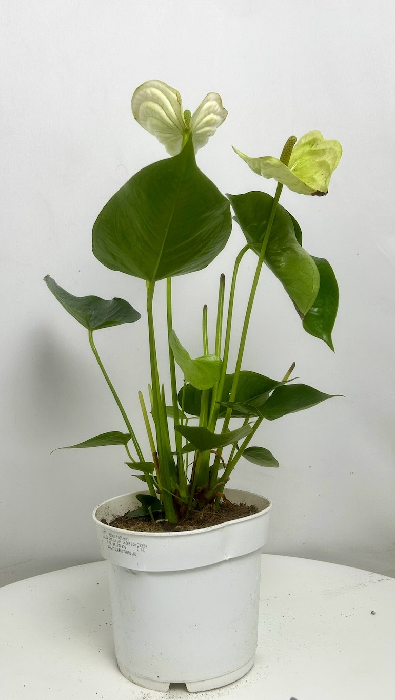 Anthurium White Adopcja