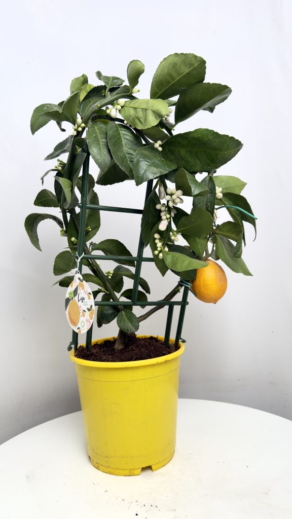 Citrus x Mayeri 'Meyer'