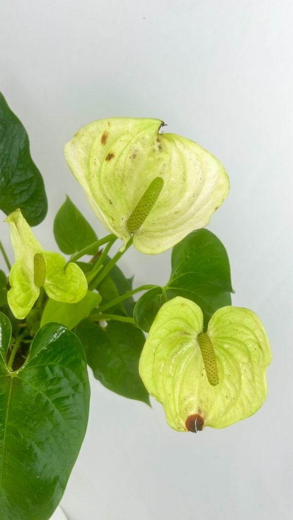 Anthurium White Adopcja