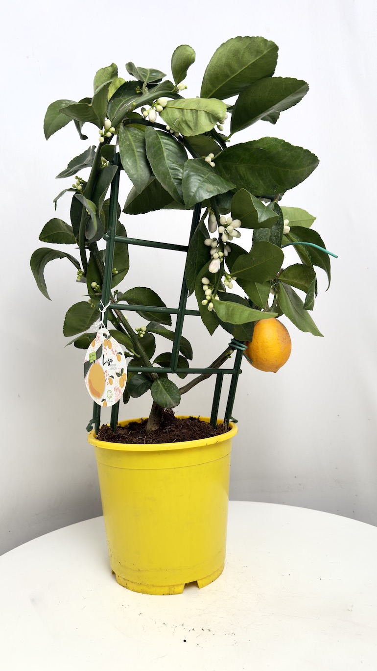Citrus x Mayeri ‘Meyer’