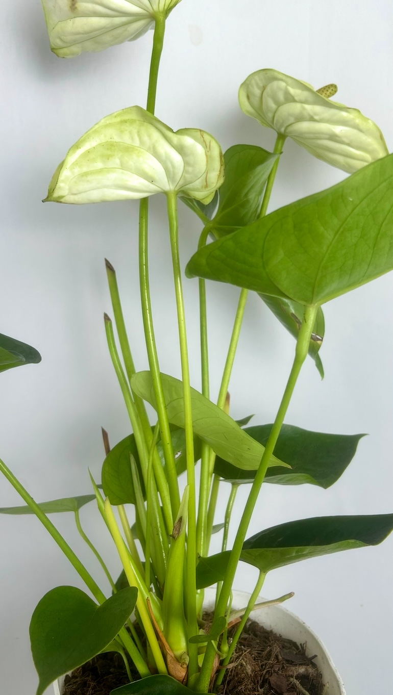 Anthurium White Adopcja
