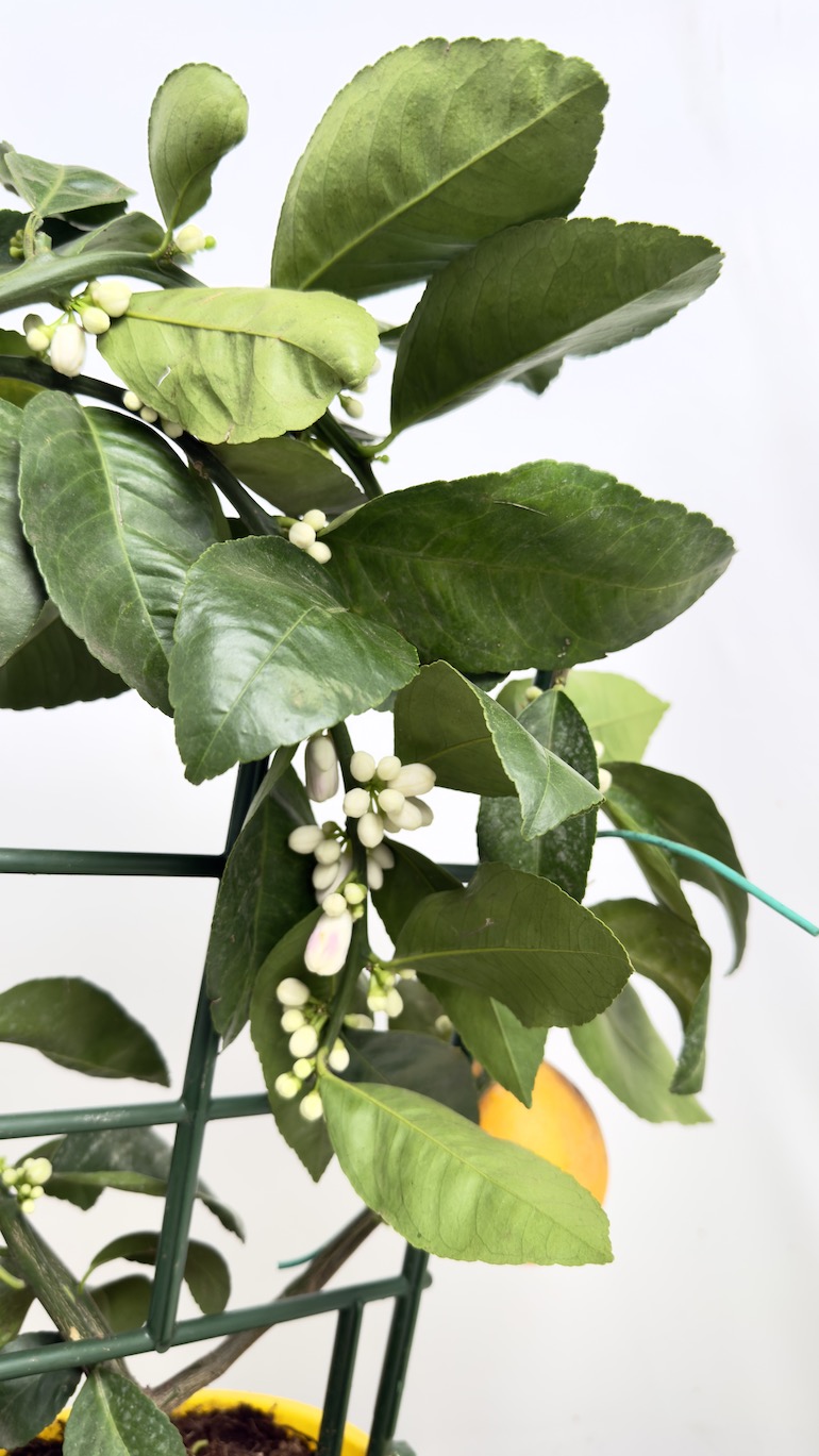 Citrus x Mayeri ‘Meyer’