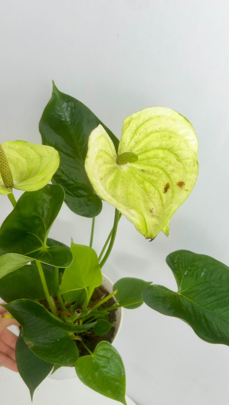 Anthurium White Adopcja