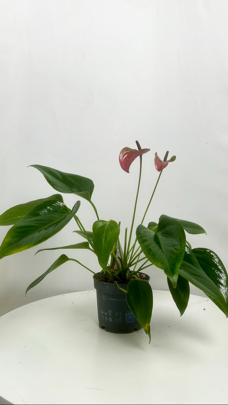 Anthurium Purple Adopcja
