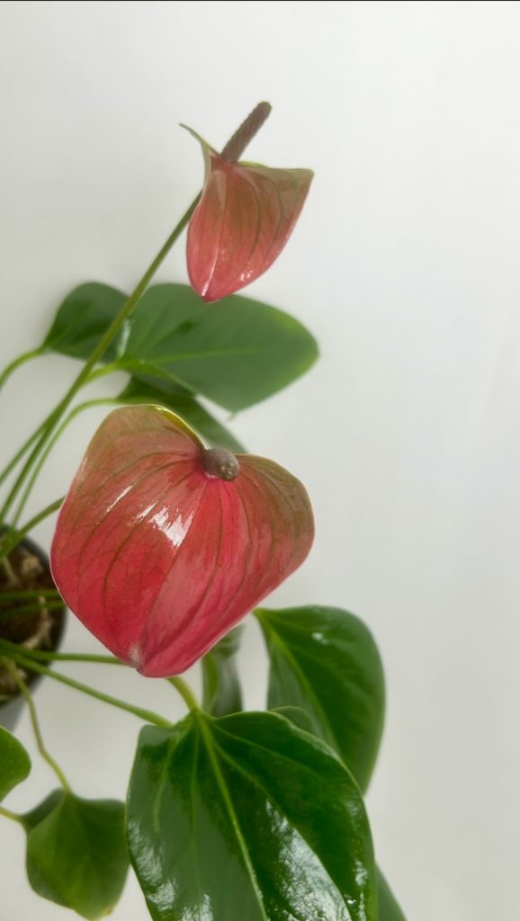 Anthurium Purple Adopcja