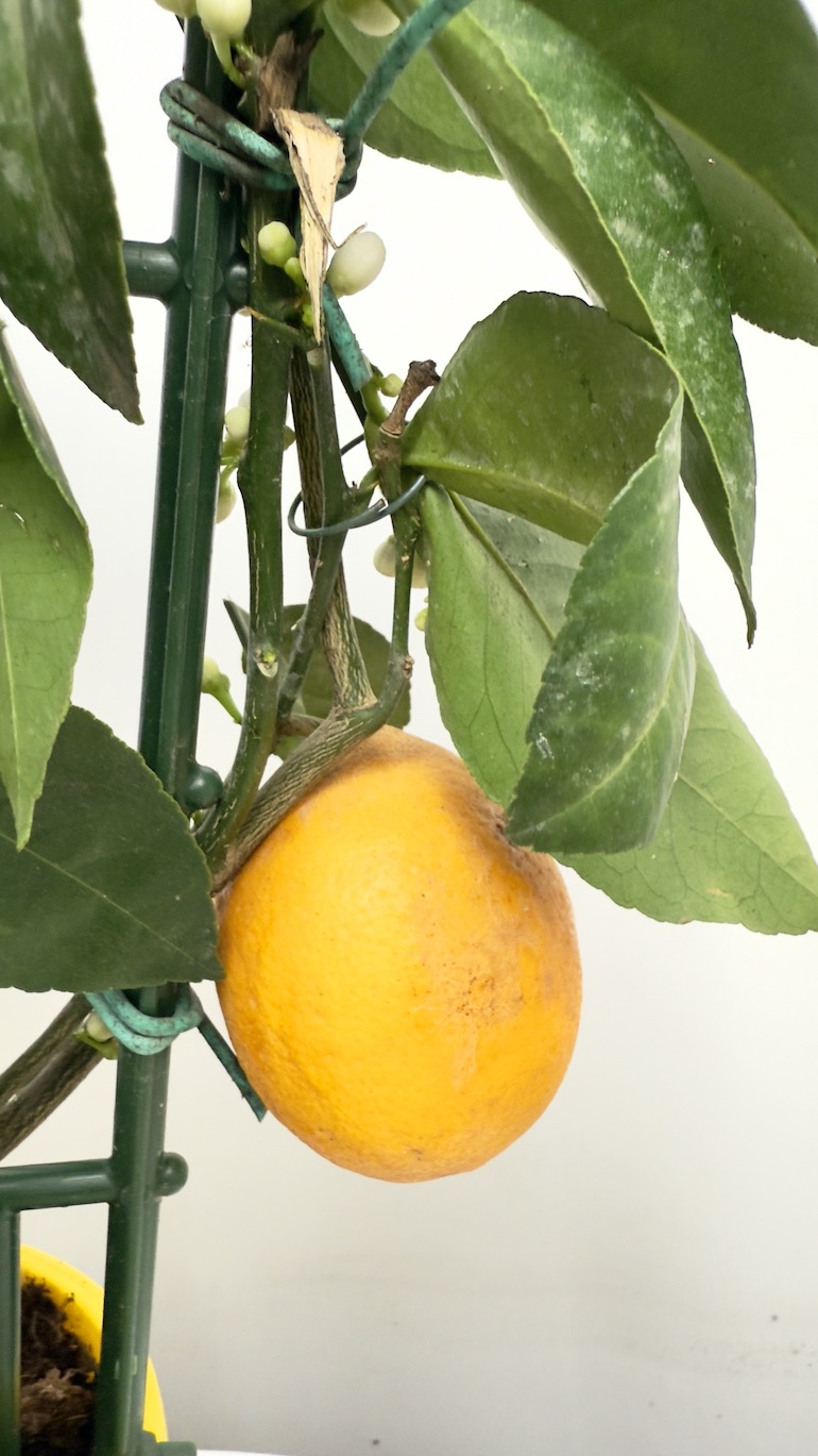 Citrus x Mayeri ‘Meyer’