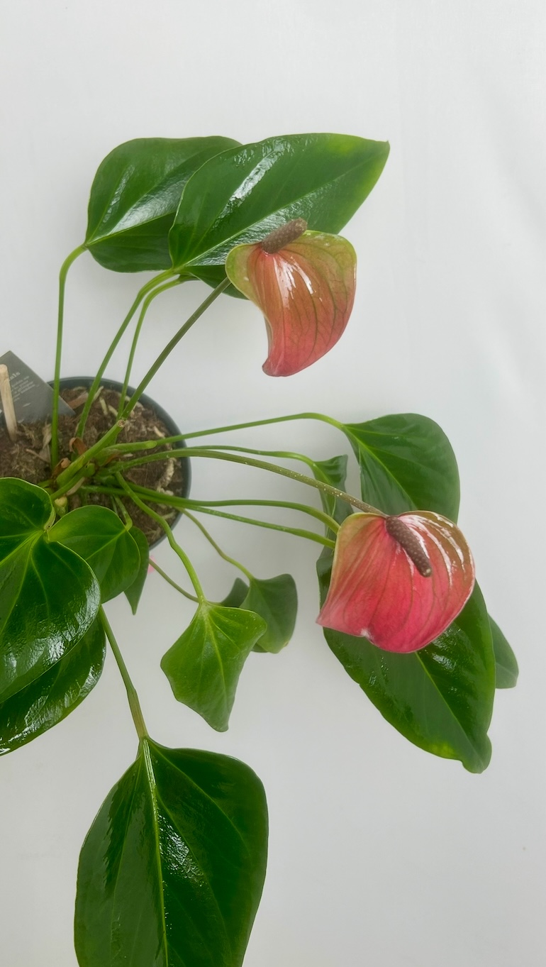 Anthurium Purple Adopcja