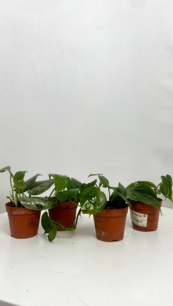 Mix 4 pnączy Adopcja