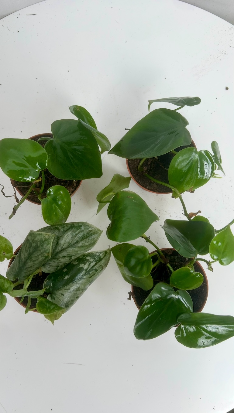 Mix 4 pnączy Adopcja