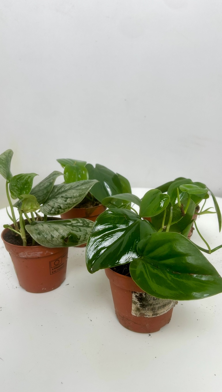 Mix 4 pnączy Adopcja