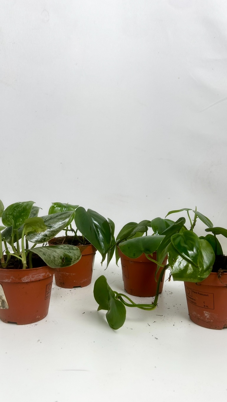 Mix 4 pnączy Adopcja