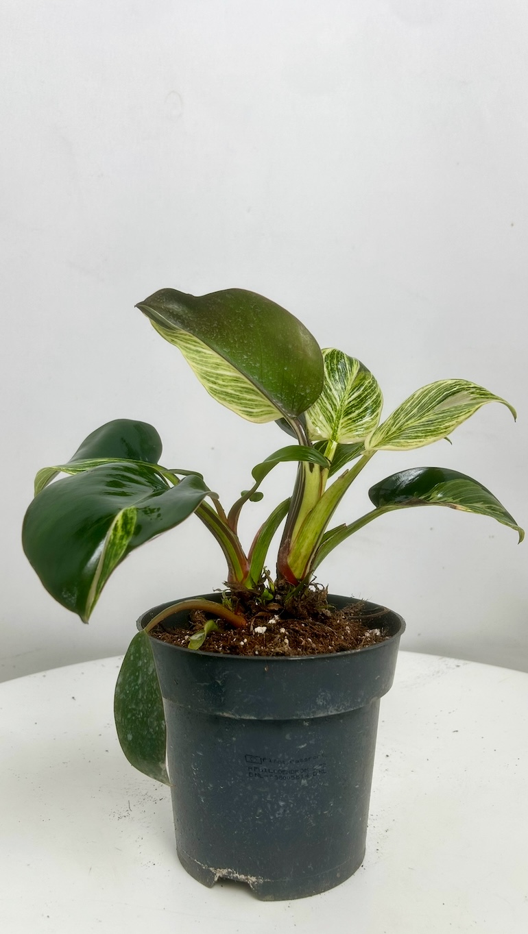 Philodendron Birkin Adopcja