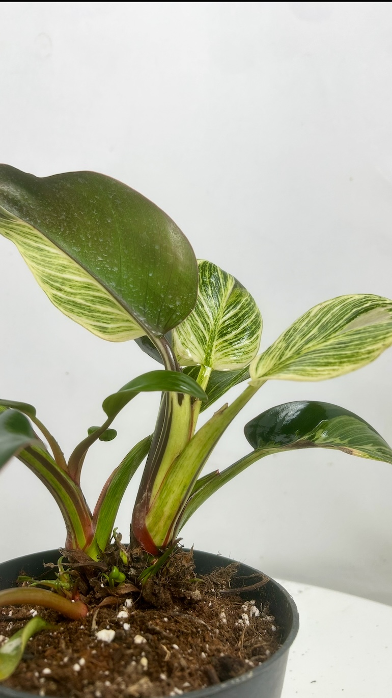 Philodendron Birkin Adopcja