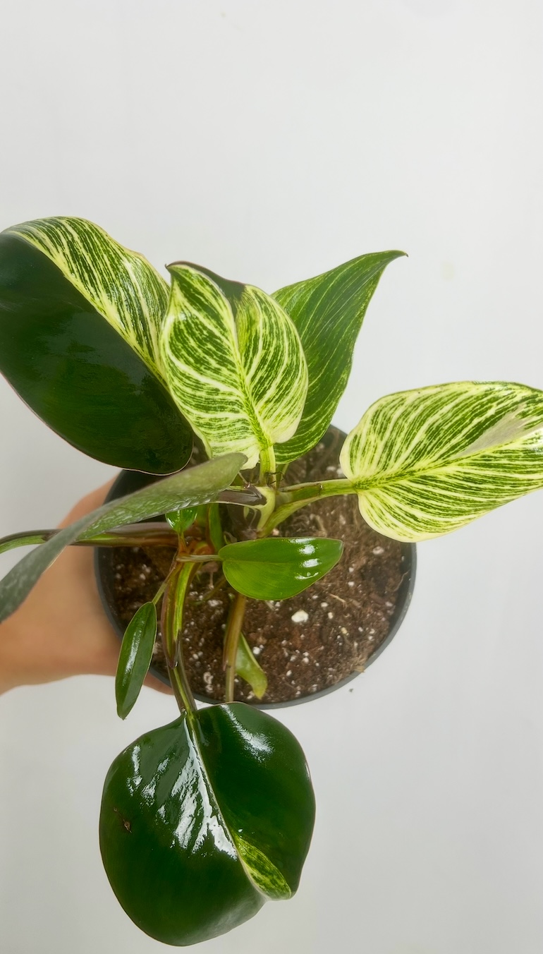 Philodendron Birkin Adopcja