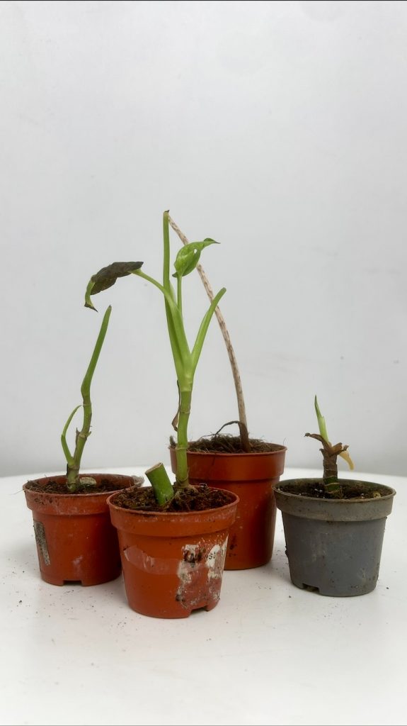 Mix roślin 4 Adopcja