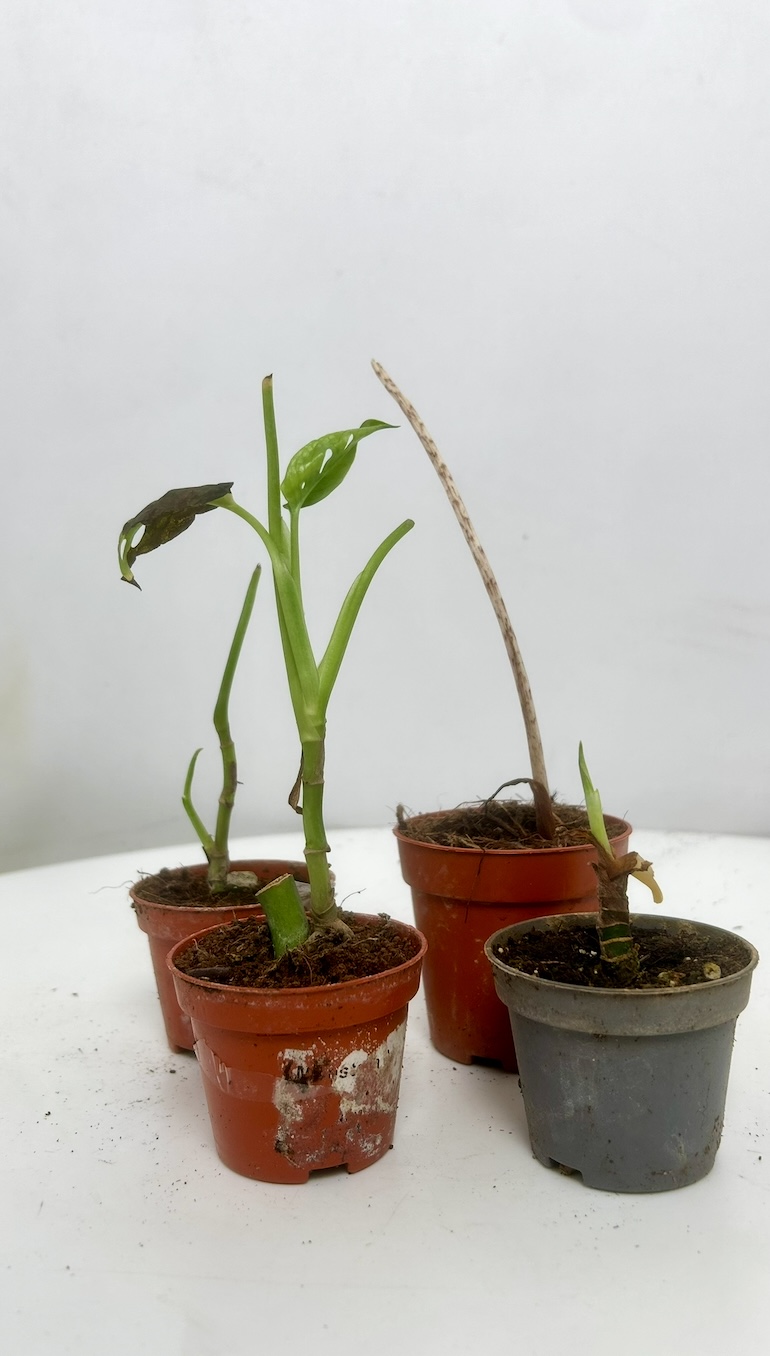 Mix roślin 4 Adopcja