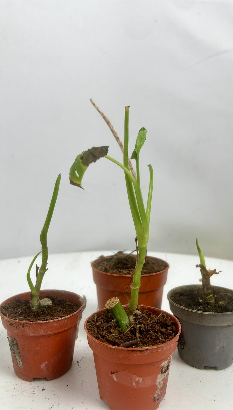 Mix roślin 4 Adopcja