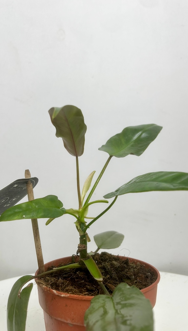 Philodendron Atabapoense Adopcja