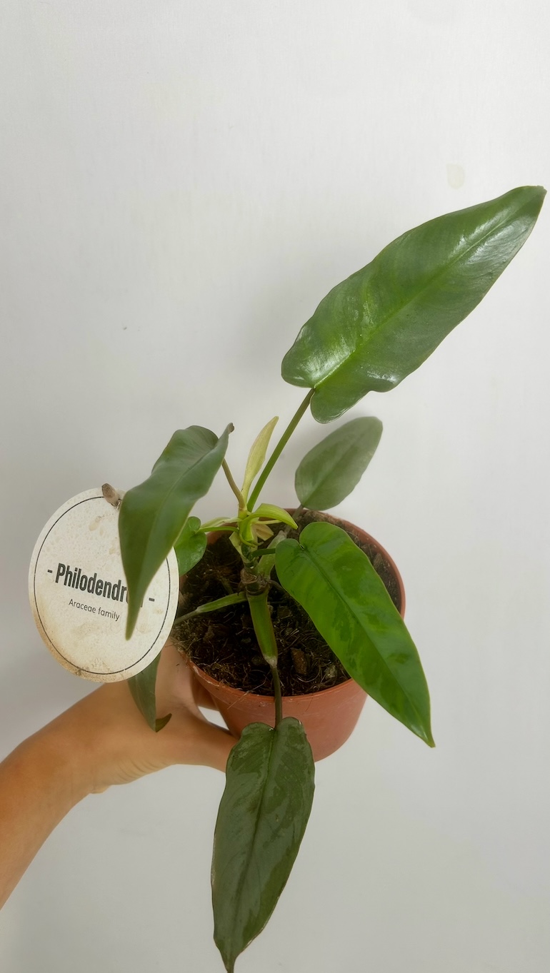 Philodendron Atabapoense Adopcja