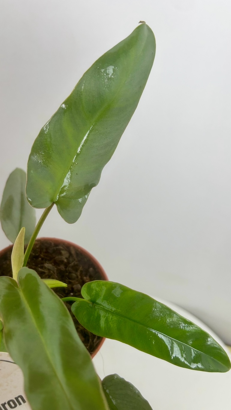 Philodendron Atabapoense Adopcja