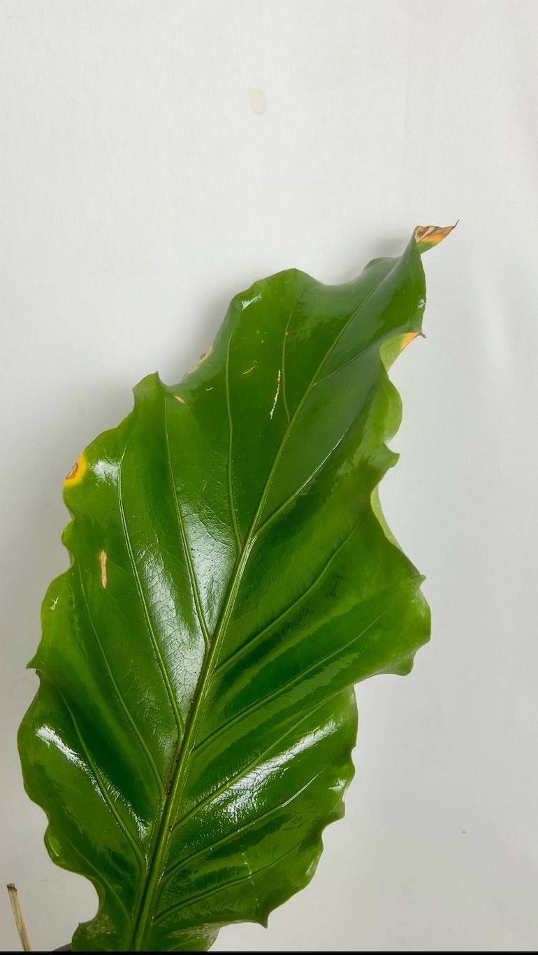 Anthurium Jungle Bush Adopcja