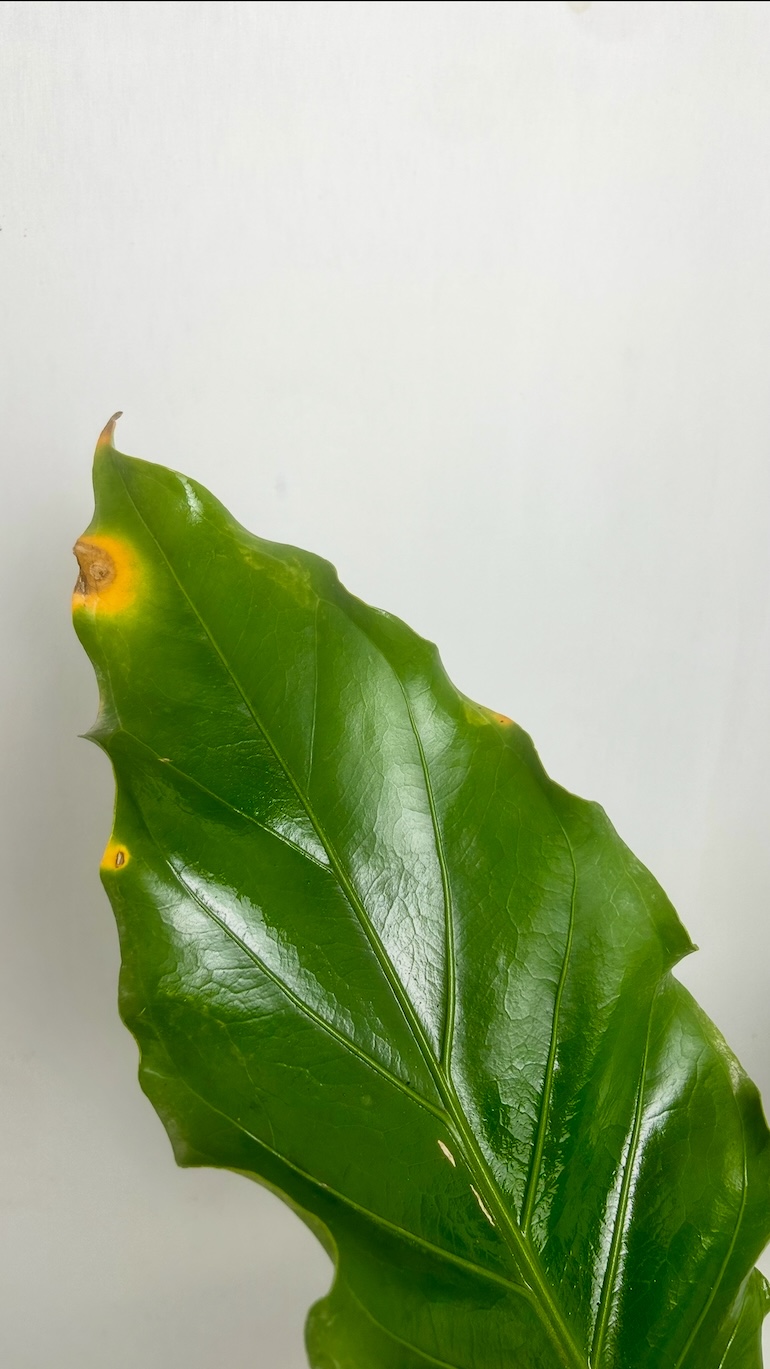 Anthurium Jungle Bush Adopcja