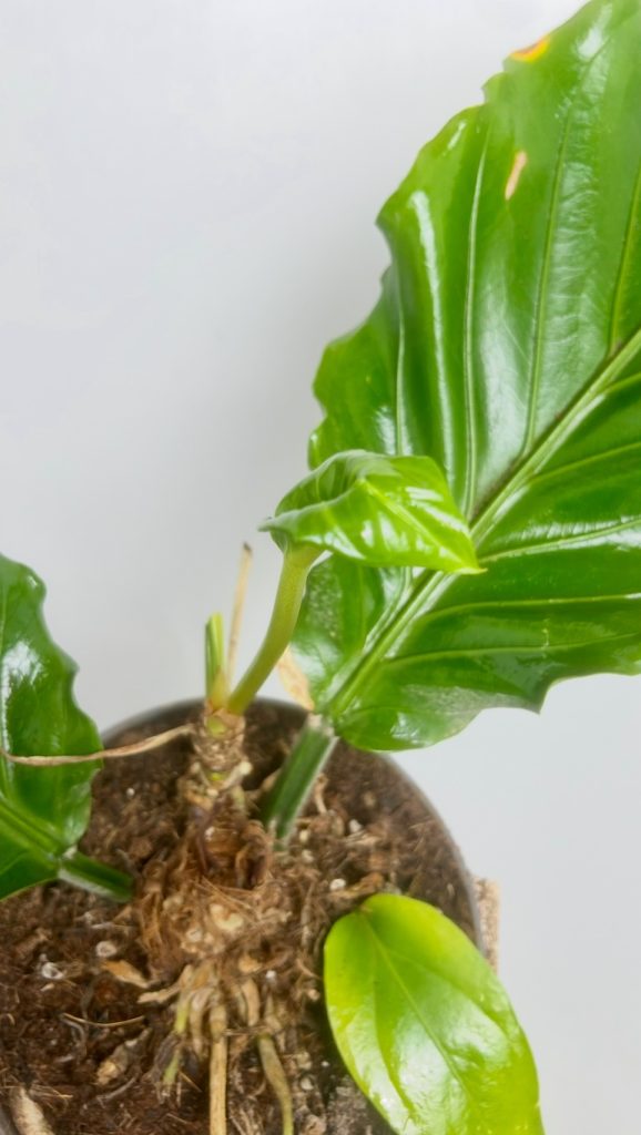 Anthurium Jungle Bush Adopcja