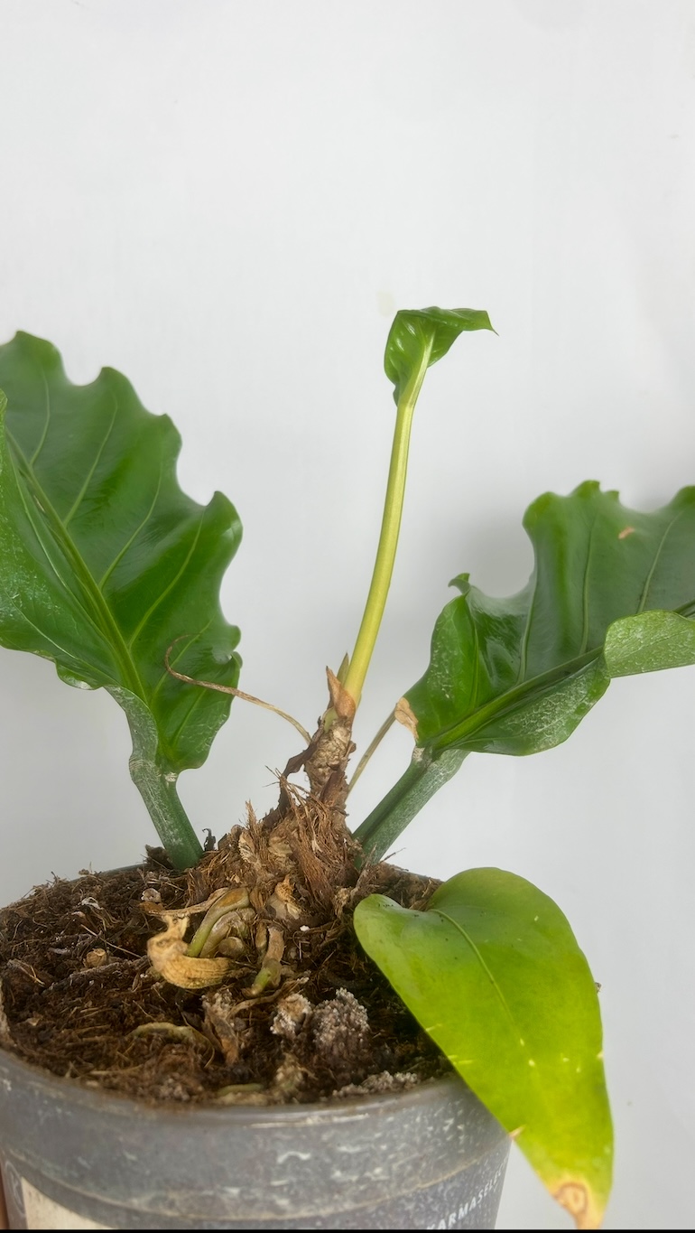 Anthurium Jungle Bush Adopcja