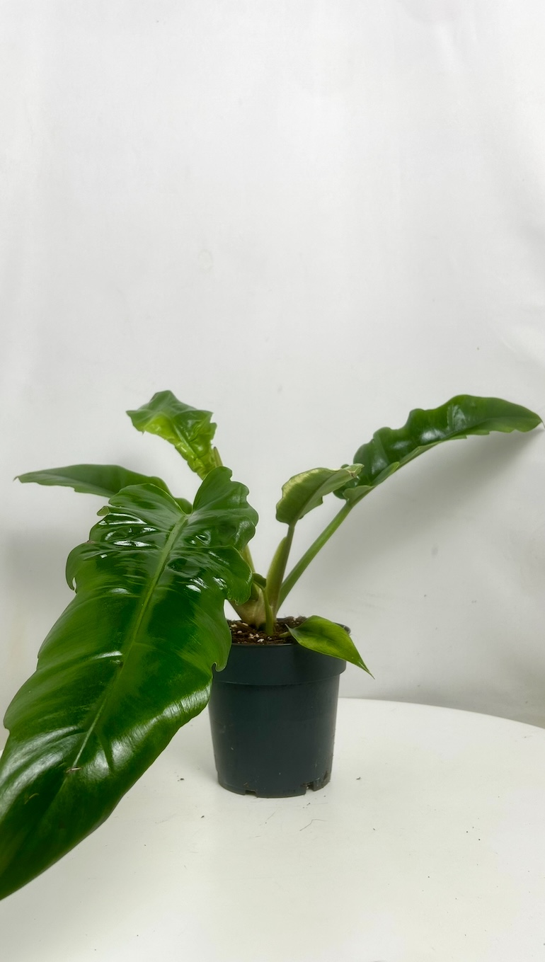 Philodendron Atabapoense Adopcja