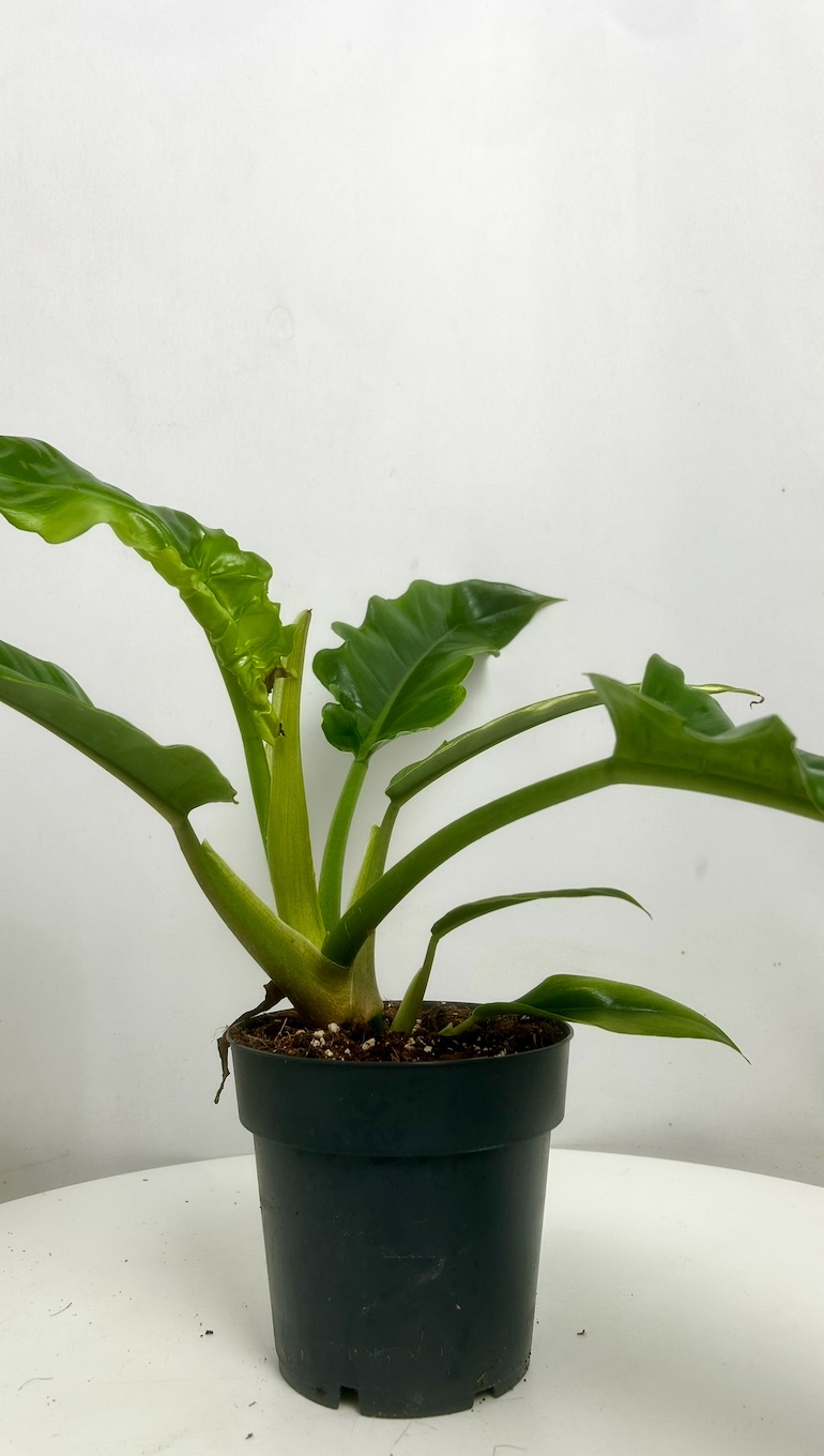Philodendron Atabapoense Adopcja