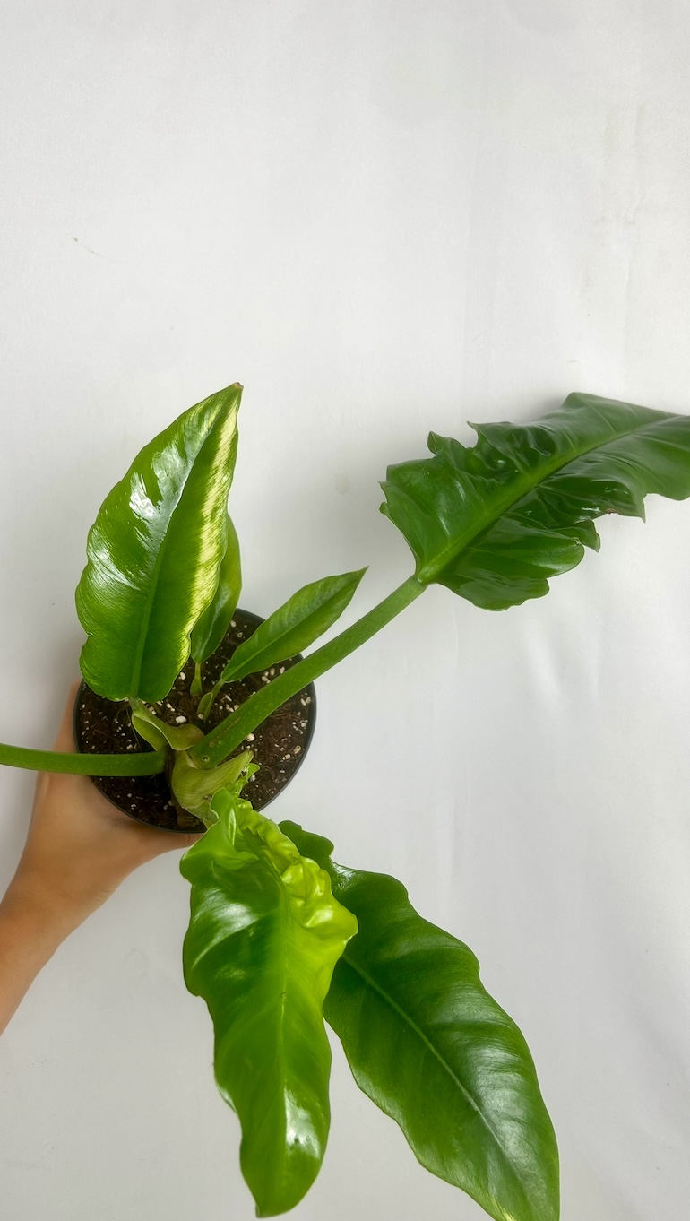 Philodendron Atabapoense Adopcja
