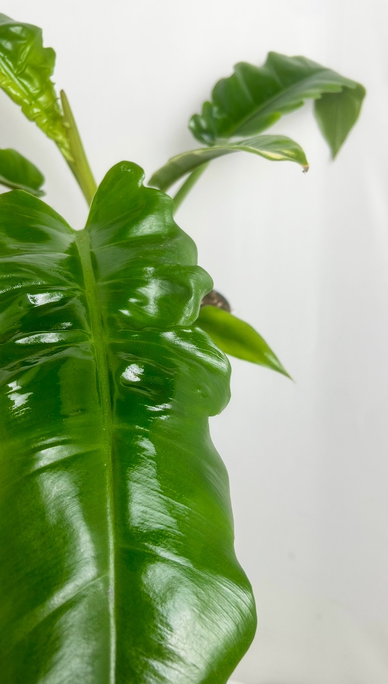 Philodendron Atabapoense Adopcja