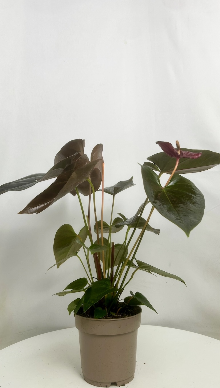 Anthurium Bordowe Adopcja